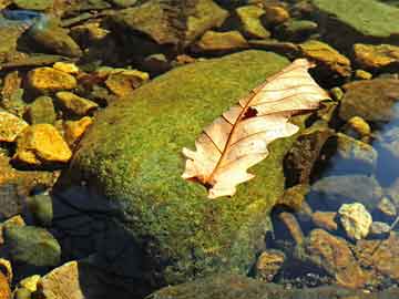 澳門最快四肖八碼期期準(zhǔn)——揭秘精準(zhǔn)預(yù)測的秘密，澳門四肖八碼精準(zhǔn)預(yù)測揭秘，期期準(zhǔn)確預(yù)測的秘密揭曉