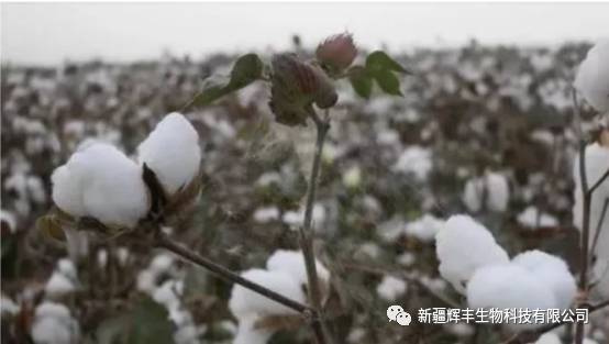 今日籽棉花價格最新動態(tài)，市場走勢與影響因素分析，今日籽棉花價格動態(tài)，市場走勢與影響因素深度解析