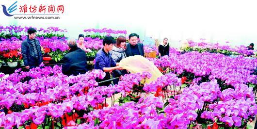 日本消費者愛上中國鮮花，跨越國界的美麗情緣，中日美麗情緣，日本消費者愛上中國鮮花