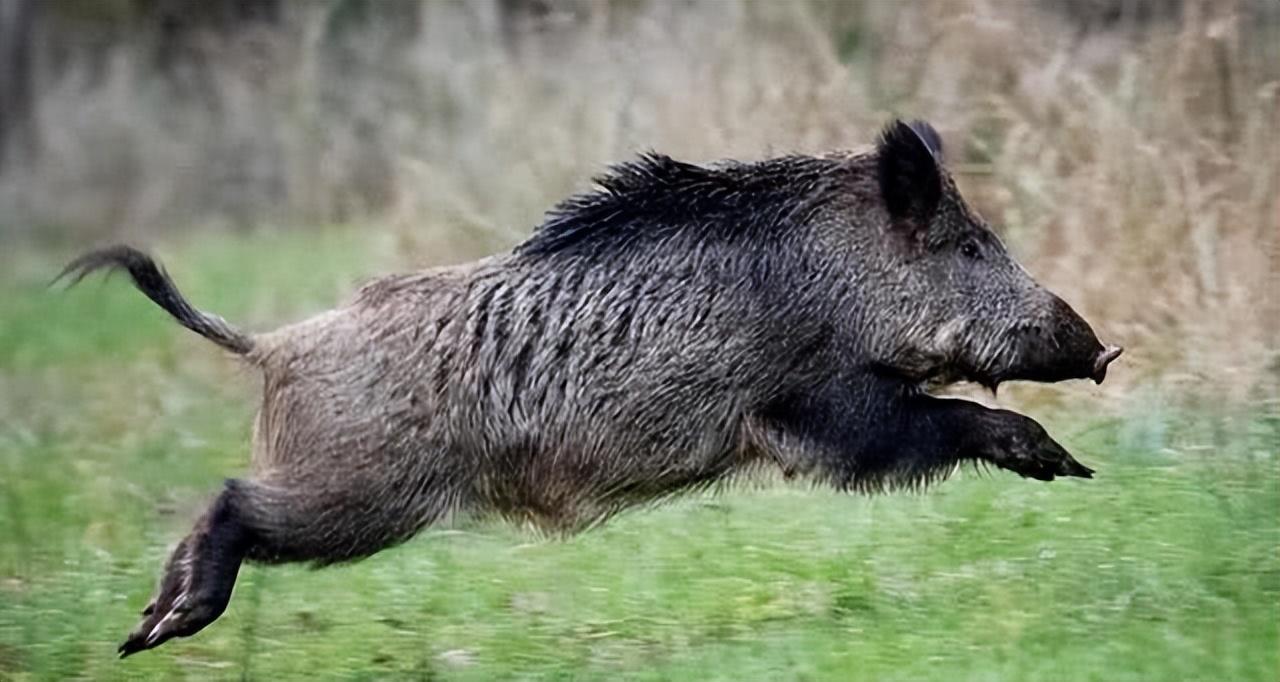 老人在家中遭野豬咬死，悲劇背后的生態(tài)警示，悲劇背后的生態(tài)警示，老人遭野豬咬死家中揭示生態(tài)問題嚴(yán)重性