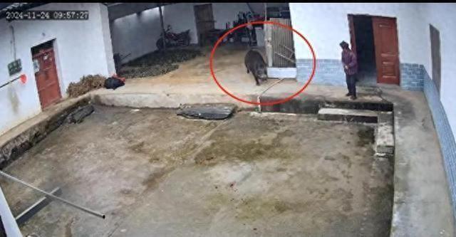 野豬闖入民宅引發(fā)悲劇，老人被撕咬身亡，野豬闖入民宅引發(fā)悲劇，致老人身亡事件