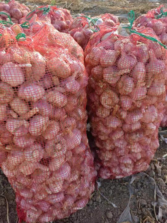 杞縣大蒜最新價格表及市場動態(tài)分析，杞縣大蒜最新價格表與市場動態(tài)深度解析