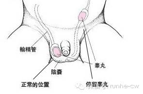 如果男生失去生殖能力怎么辦，挑戰(zhàn)與應(yīng)對(duì)策略，男生失去生殖能力的挑戰(zhàn)與應(yīng)對(duì)策略