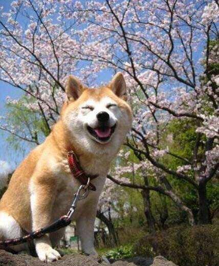 澳門一碼一肖一待一中四不像，探索與解析，澳門一碼一肖一待一中四不像，深度解析與探索