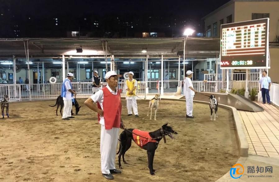 澳門跑狗，歷史、文化與現(xiàn)代娛樂的交融，澳門跑狗，歷史、文化與現(xiàn)代娛樂的交匯點