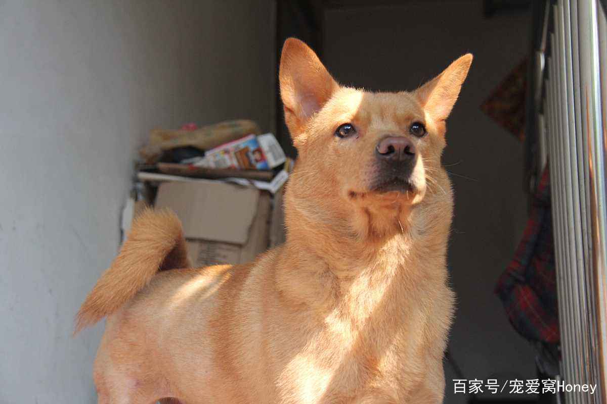 澳門一碼一肖一待一中四不像，探索神秘與現(xiàn)實(shí)的交匯點(diǎn)，澳門神秘與現(xiàn)實(shí)交匯點(diǎn)的探索，一碼一肖一待一中四不像