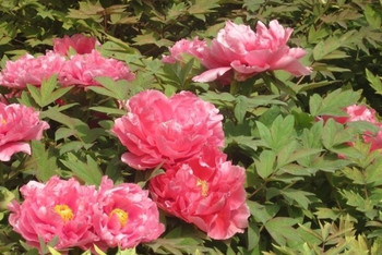 狀元紅彩官網(wǎng)，探索014996背后的故事，狀元紅彩官網(wǎng)揭秘，探索神秘?cái)?shù)字014996背后的故事
