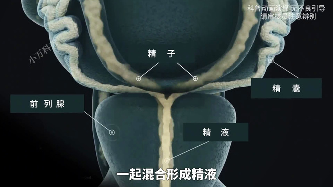 男性生殖系統(tǒng)彩超，了解與關(guān)注男性健康的重要一環(huán)，男性生殖系統(tǒng)彩超，探究男性健康的關(guān)鍵一環(huán)