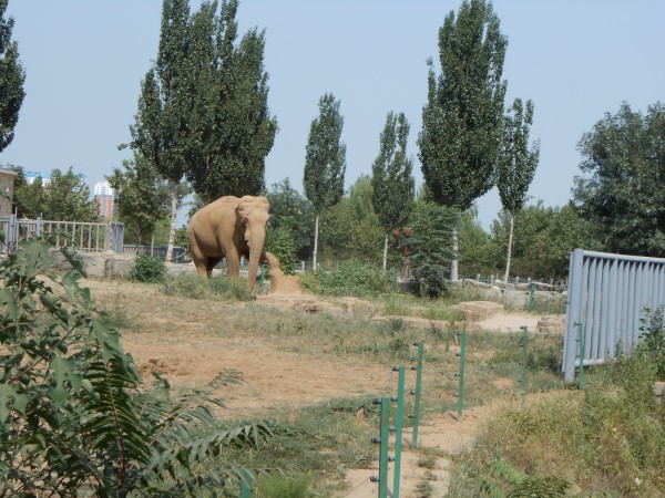 石家莊動(dòng)物園一日游攻略，石家莊動(dòng)物園一日游攻略詳解