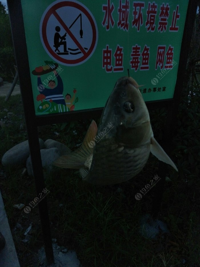 魚與防改配觀的深度探討，魚與防改配觀的深度解析