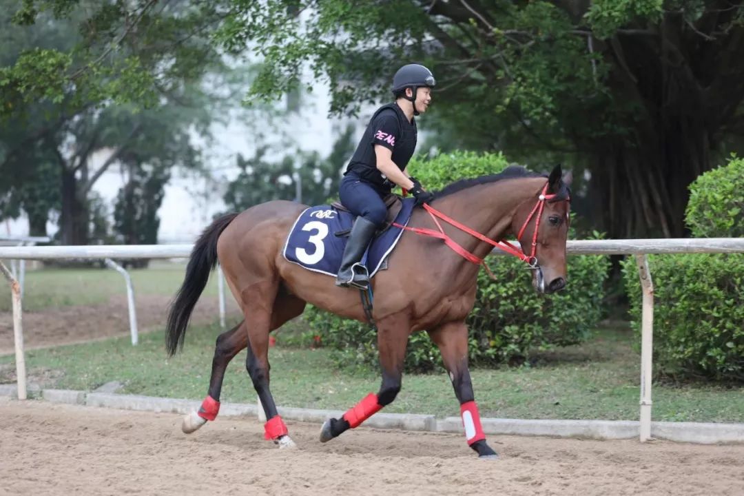 澳門賽馬會，歷史、文化與激情的交融，澳門賽馬會，歷史、文化與激情的盛會