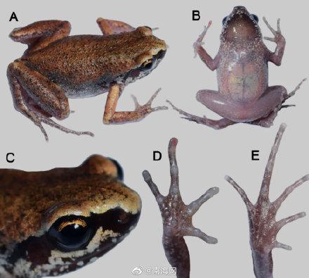 海南艦，航母還是兩棲攻擊艦？解析其特性與定位，海南艦，特性與定位解析——航母還是兩棲攻擊艦？