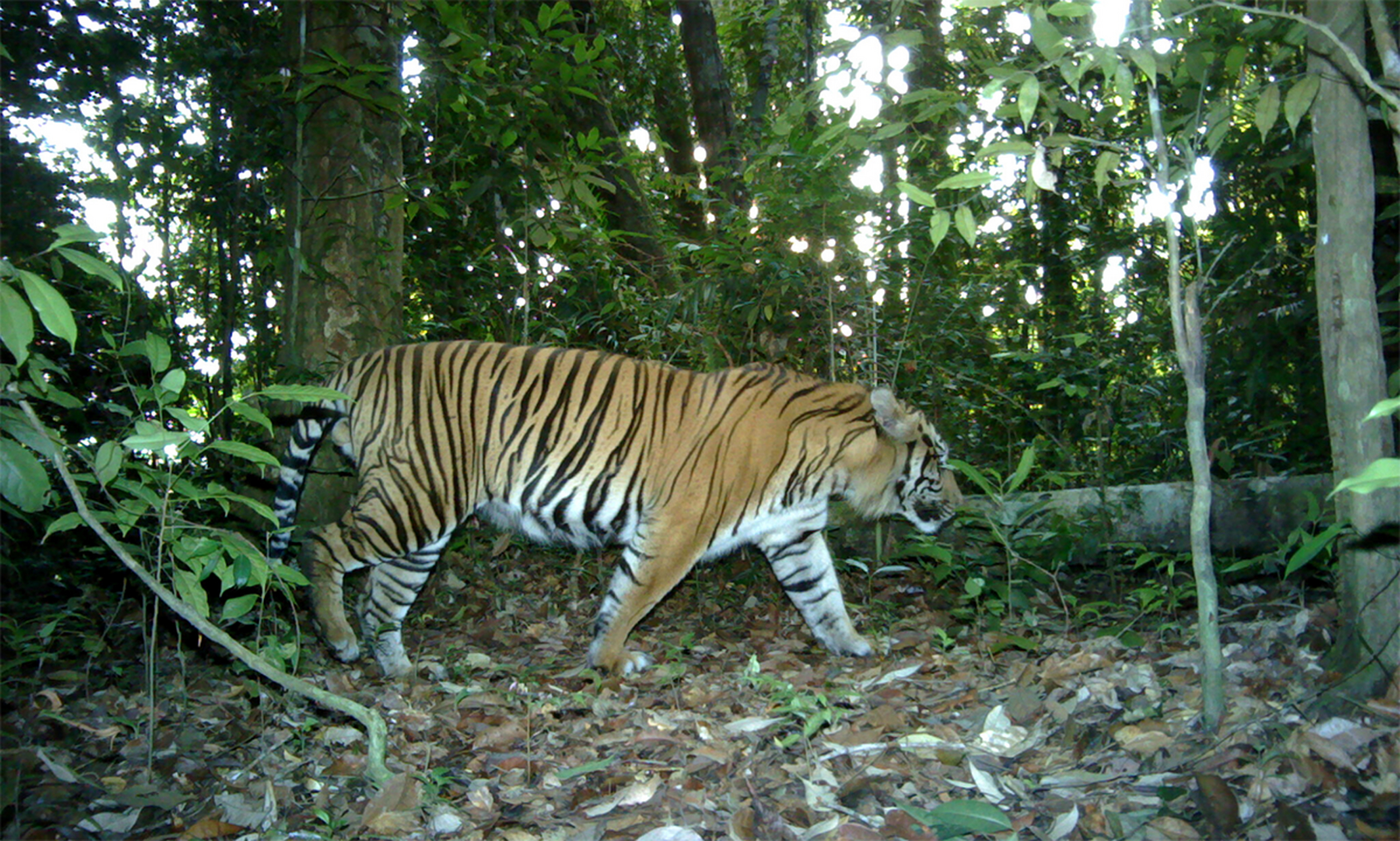 森林之中王中王——探尋生肖之王的神秘面紗，森林之王中的王者，探尋生肖之王的神秘面紗