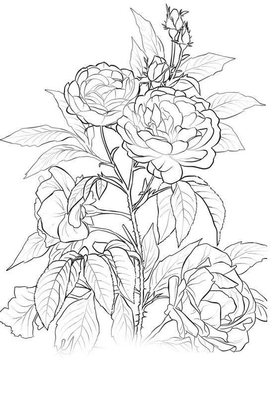 畫畫新手必練300圖，入門之路的指引與啟示，新手繪畫入門指南，300圖練習(xí)之路的指引與啟示