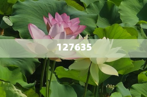 探索精準(zhǔn)新傳真，數(shù)字組合的魅力與重要性，數(shù)字組合的魅力與重要性，精準(zhǔn)新傳真探索之旅