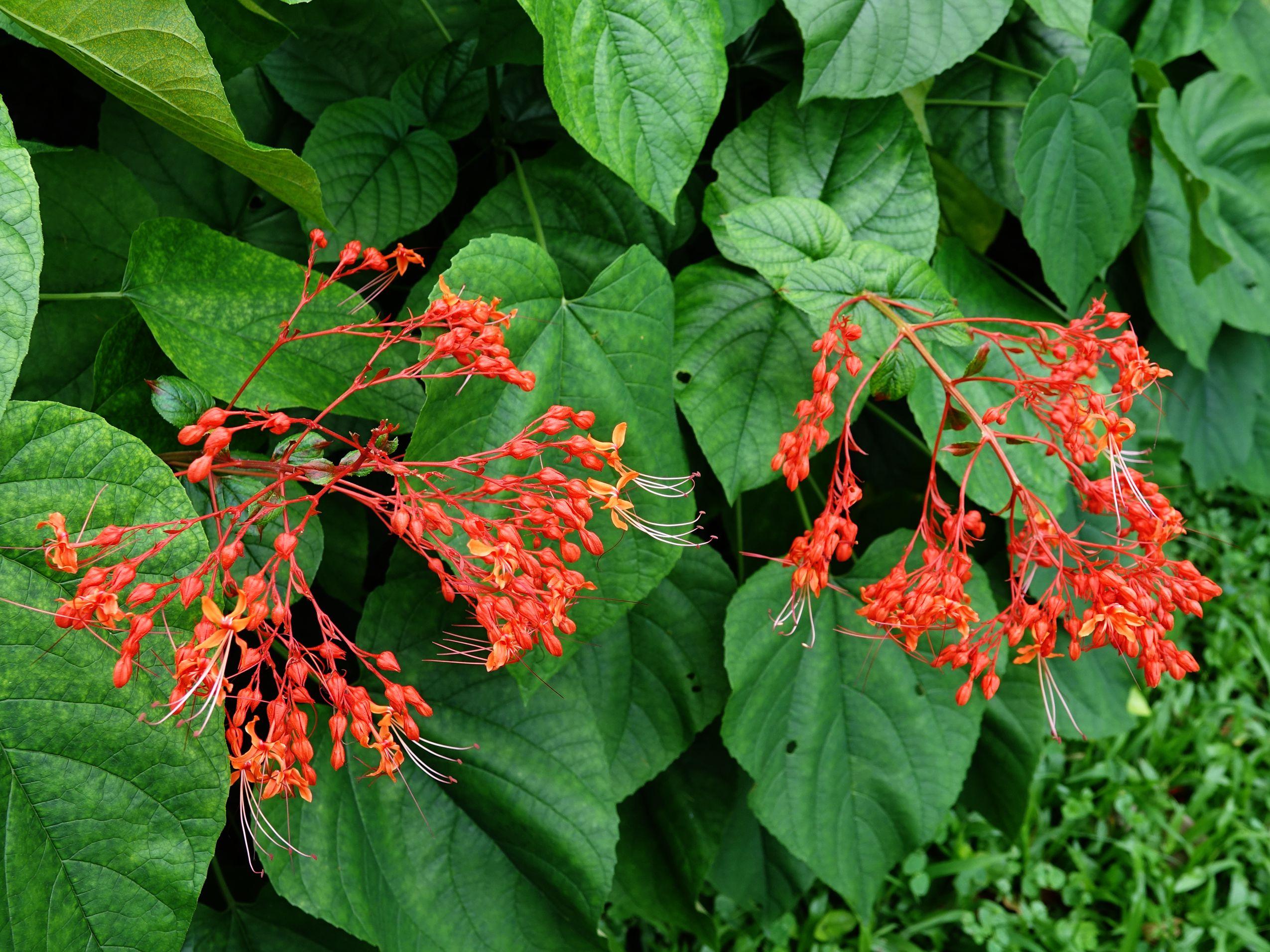 狀元紅資料免費(fèi)大全，探索與分享，狀元紅資料大全，探索與分享的免費(fèi)寶庫