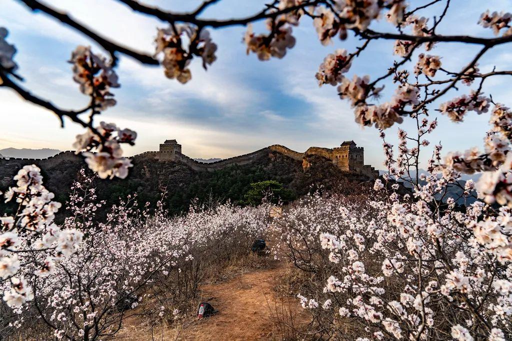 河北38軍所屬兵種解析，河北38軍所屬兵種深度解析