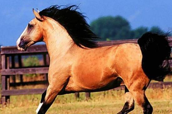 澳門天天開馬結(jié)果出來的探索與解析，澳門天天開馬結(jié)果解析與探索
