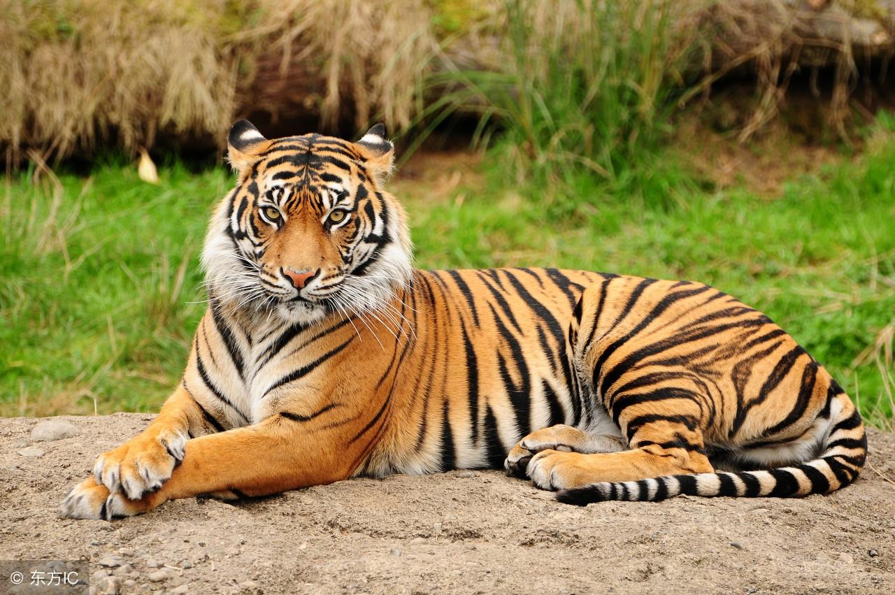 十二生肖王中王是哪一肖，歷史、文化及民俗的解讀，揭秘十二生肖王中王，歷史、文化與民俗解讀下的神秘生肖