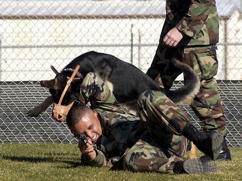 軍犬訓(xùn)練，培養(yǎng)忠誠(chéng)與能力的卓越之旅，軍犬訓(xùn)練，培育忠誠(chéng)與能力之旅的卓越篇章