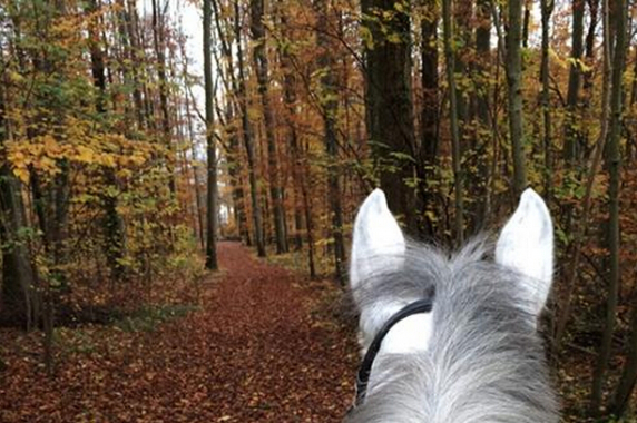 劉伯溫四肖選一肖資料深度解析，劉伯溫四肖選一肖資料深度解析與預(yù)測