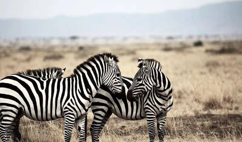 澳門一碼一肖一待一中四不像，探索神秘與現(xiàn)實(shí)的交織，澳門神秘現(xiàn)象揭秘，一碼一肖一待一中四不像的探索之旅