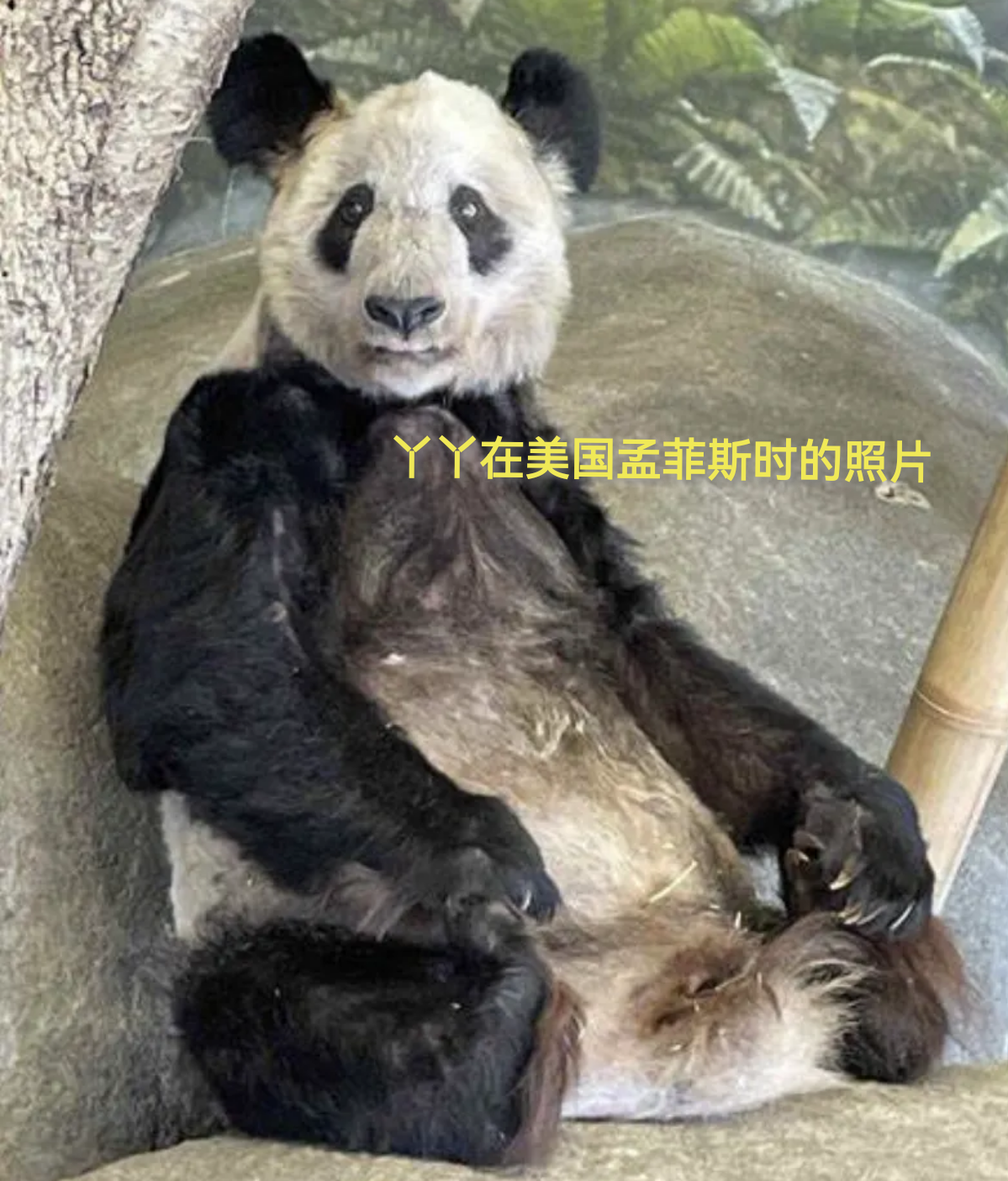 最新消息揭秘，熊貓丫丫是否已經(jīng)回國(guó)？，熊貓丫丫最新消息，是否已回國(guó)揭曉？