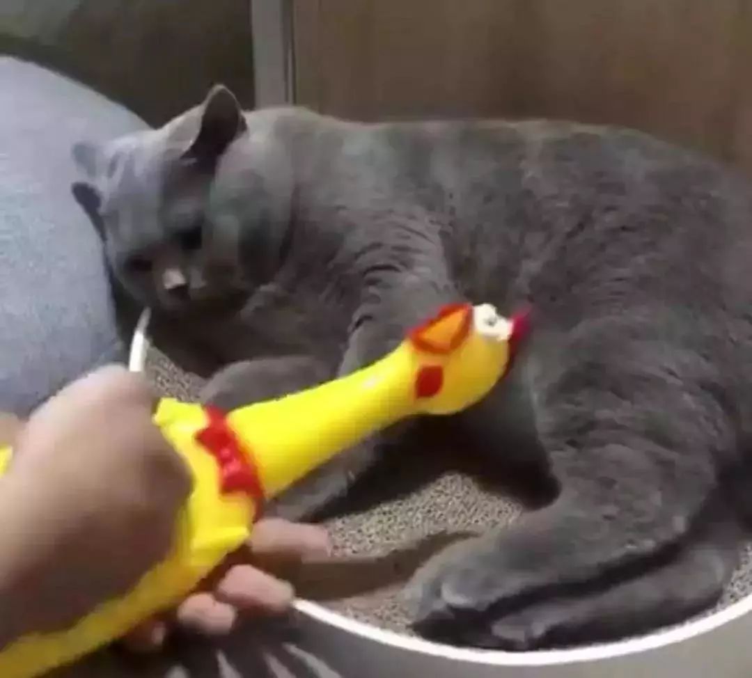 今天也要加油鴨，電腦壁紙的力量與生活的熱情，電腦壁紙激發(fā)的生活熱情，每日加油的勵志力量